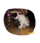 三毛猫 nana 01（個別スタンプ：8）
