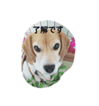 Dog_B（個別スタンプ：1）