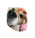Dog_B（個別スタンプ：2）