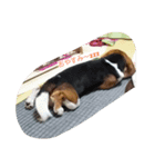 Dog_B（個別スタンプ：3）