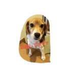 Dog_B（個別スタンプ：4）