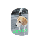 Dog_B（個別スタンプ：6）