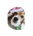 Dog_B（個別スタンプ：7）