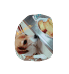 Dog_B（個別スタンプ：8）