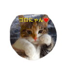 5cats life（個別スタンプ：1）