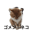 5cats life（個別スタンプ：2）