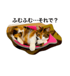 5cats life（個別スタンプ：3）