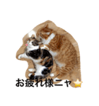 5cats life（個別スタンプ：4）