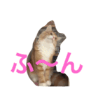 5cats life（個別スタンプ：5）