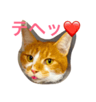 5cats life（個別スタンプ：6）