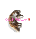 5cats life（個別スタンプ：8）
