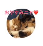 5cats life（個別スタンプ：9）