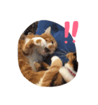 5cats life（個別スタンプ：10）