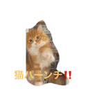 5cats life（個別スタンプ：12）