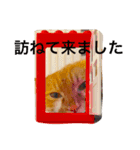 5cats life（個別スタンプ：13）