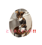 5cats life（個別スタンプ：14）