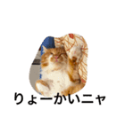 5cats life（個別スタンプ：15）