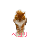5cats life（個別スタンプ：16）