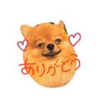 ポメラニアンもなか（個別スタンプ：2）