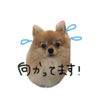 ポメラニアンもなか（個別スタンプ：5）