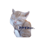 ちゃちゃの日常 1（個別スタンプ：3）