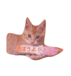 ちゃちゃの日常 1（個別スタンプ：4）