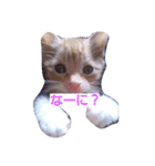 ちゃちゃの日常 1（個別スタンプ：7）