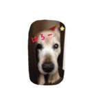ゴールデンレトリバーのロッキー（個別スタンプ：1）