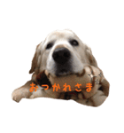 ゴールデンレトリバーのロッキー（個別スタンプ：14）