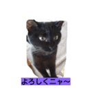 dog cat paradais（個別スタンプ：1）