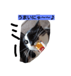 dog cat paradais（個別スタンプ：2）