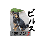 dog cat paradais（個別スタンプ：3）