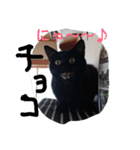 dog cat paradais（個別スタンプ：4）