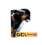 dog cat paradais（個別スタンプ：5）