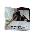dog cat paradais（個別スタンプ：6）