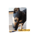 dog cat paradais（個別スタンプ：7）