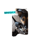 dog cat paradais（個別スタンプ：8）