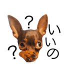 神谷犬②（個別スタンプ：4）