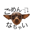 神谷犬②（個別スタンプ：7）