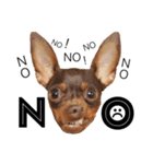 神谷犬②（個別スタンプ：8）