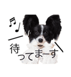 神谷犬②（個別スタンプ：21）