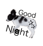 神谷犬②（個別スタンプ：24）
