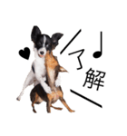 神谷犬②（個別スタンプ：30）