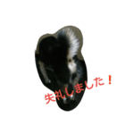 黒柴うるっぴー（個別スタンプ：6）