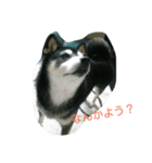 黒柴うるっぴー（個別スタンプ：9）