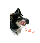 黒柴うるっぴー（個別スタンプ：10）