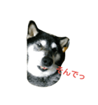 黒柴うるっぴー（個別スタンプ：12）