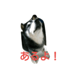 黒柴うるっぴー（個別スタンプ：15）