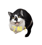 ギンのつぶやき（個別スタンプ：1）