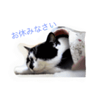 ギンのつぶやき（個別スタンプ：4）